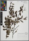 Foto von Salix atrocinerea Brot.
